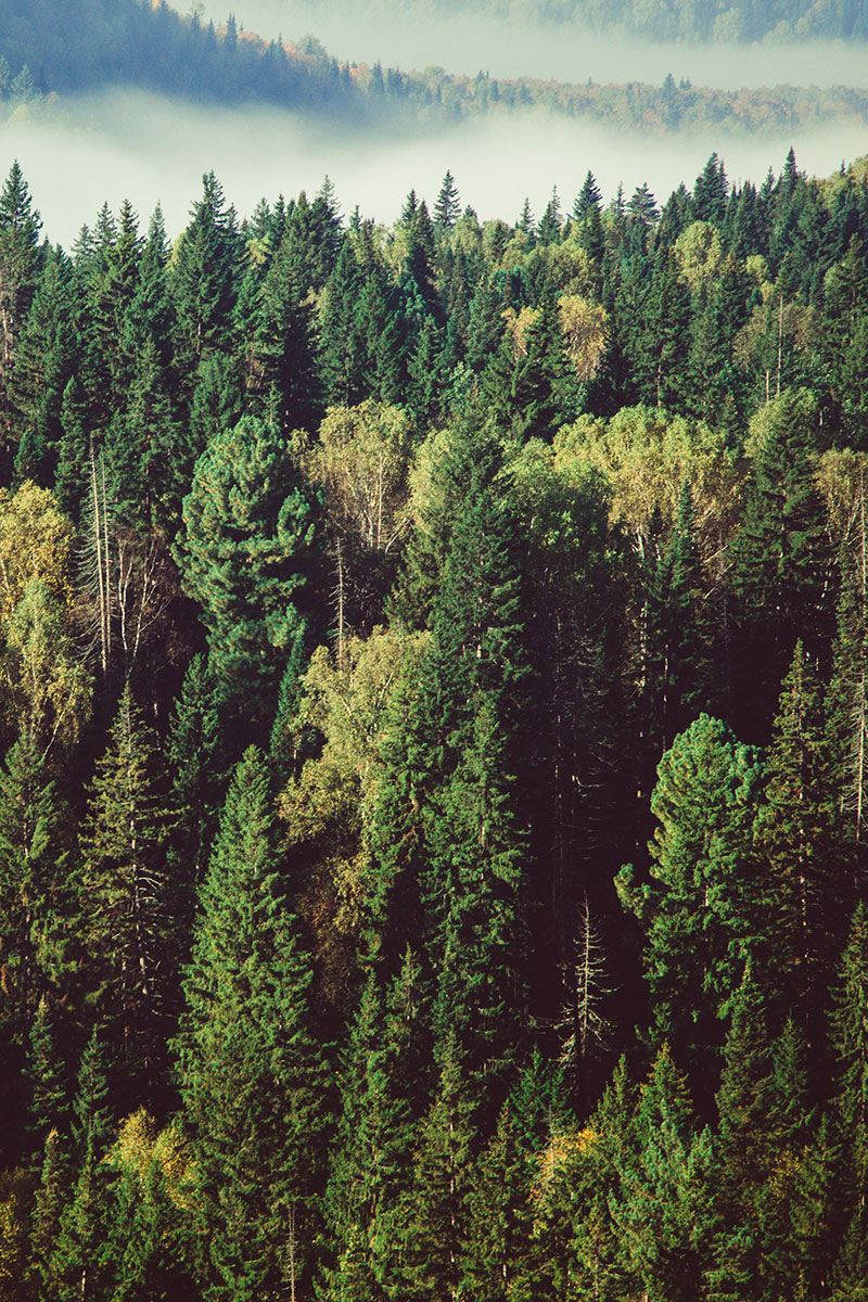 giornata delle foreste 2020