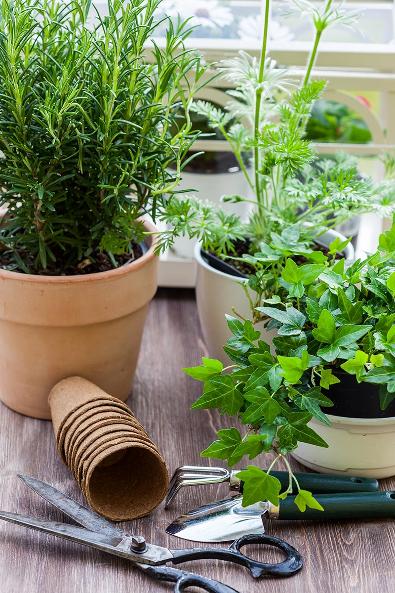 come creare un orto sul balcone