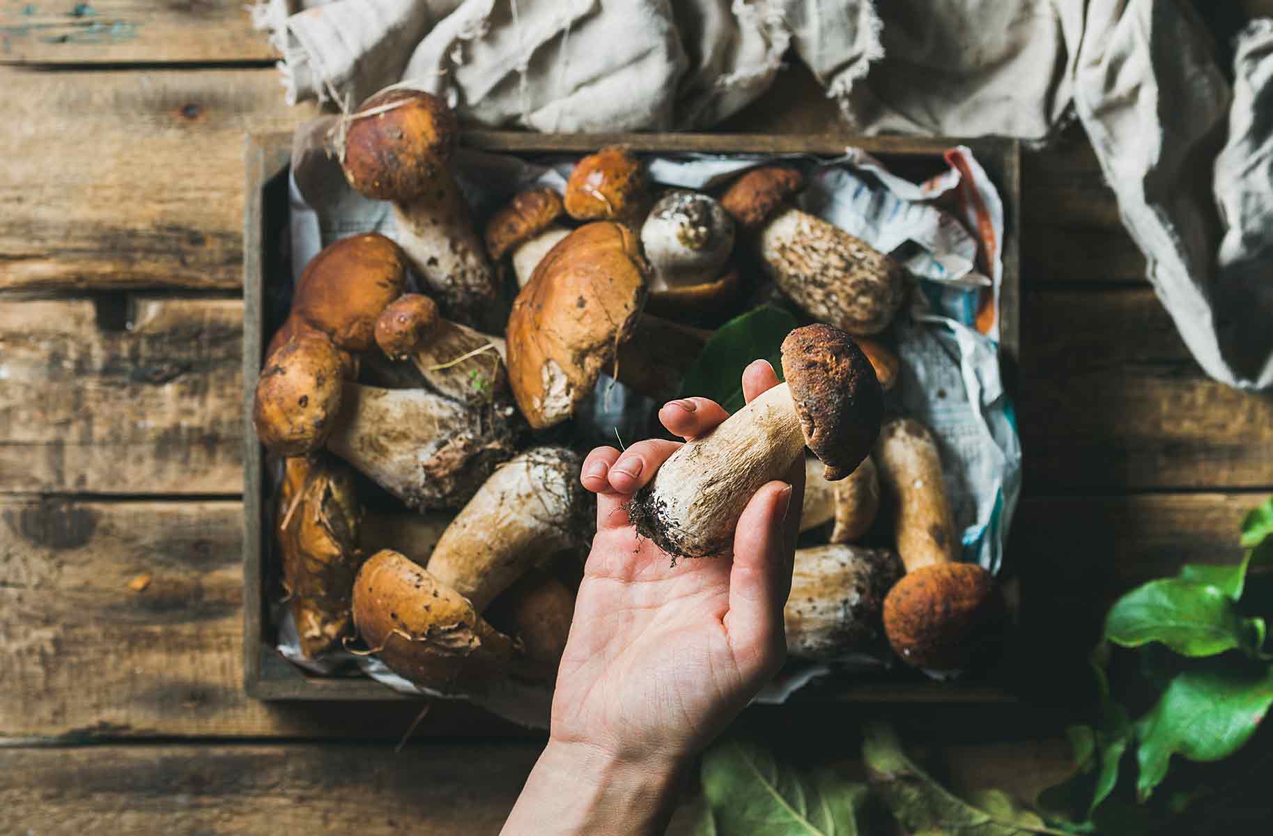 il gigante centri commerciali come pulire i funghi