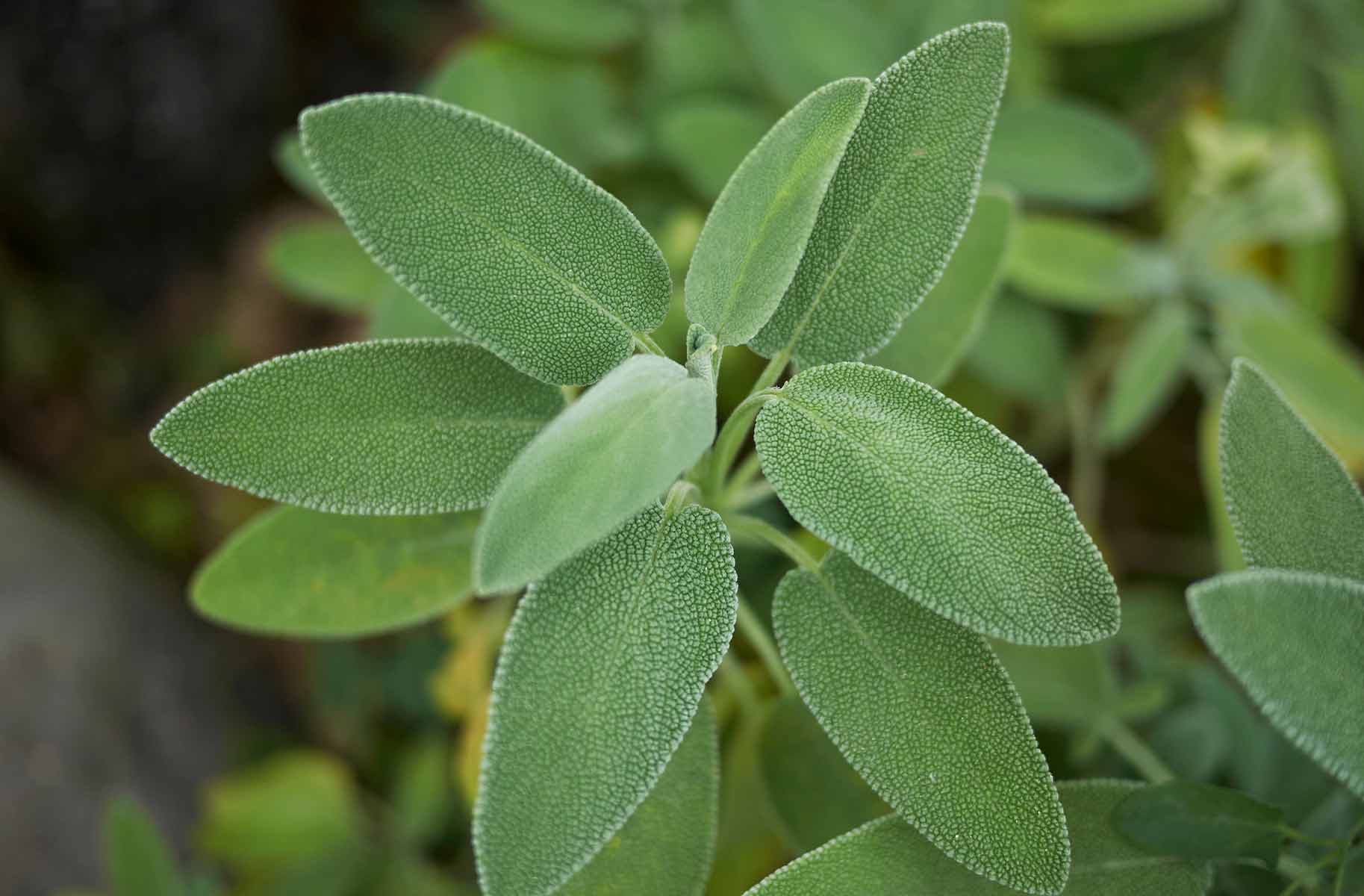 il gigante centri commerciale come coltivare la salvia