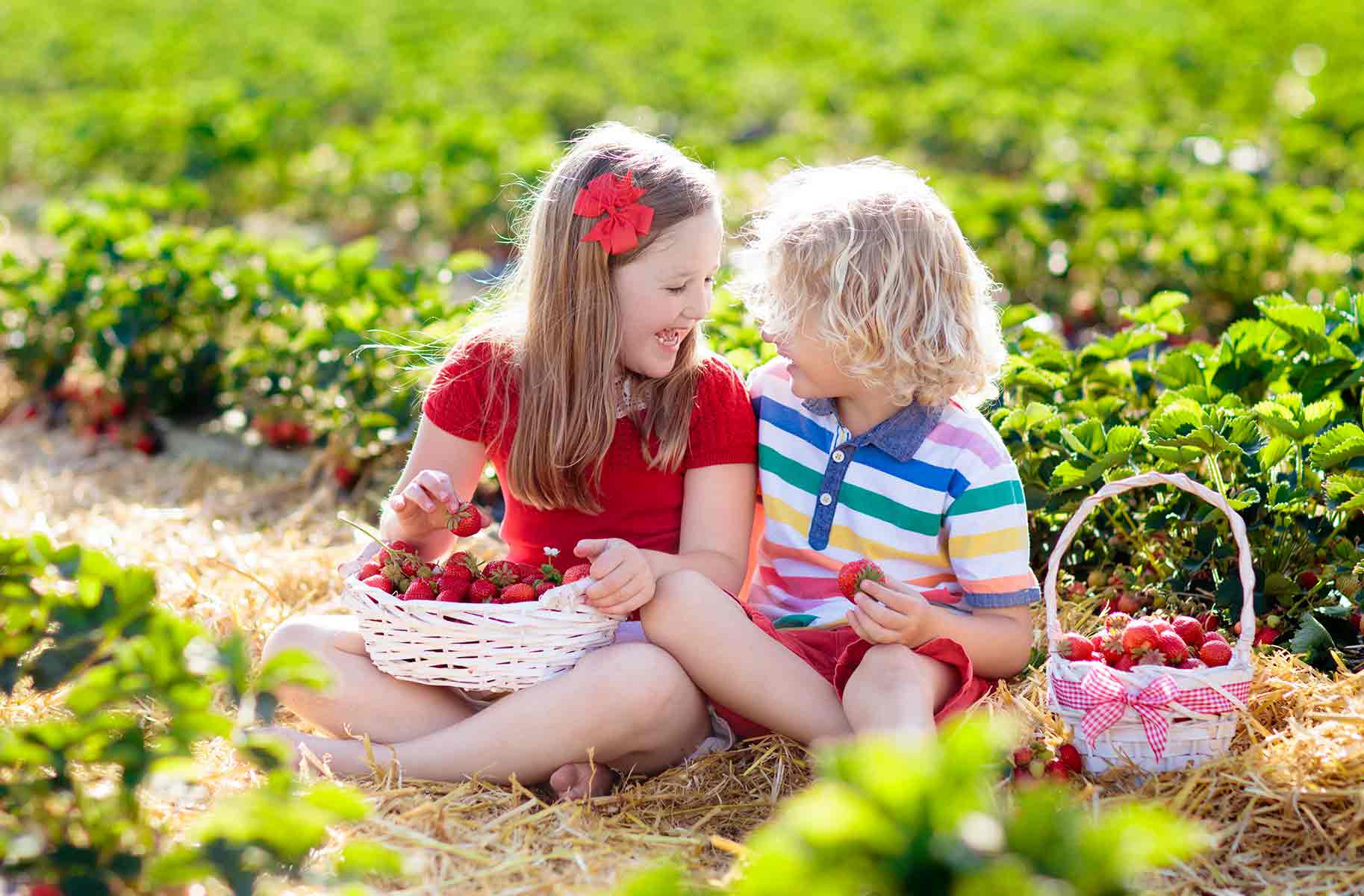 ricette con le fragole